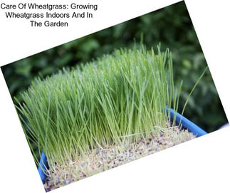 Care Of Wheatgrass: Growing Wheatgrass Indoors And In The Garden