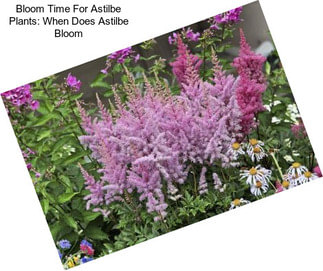 Bloom Time For Astilbe Plants: When Does Astilbe Bloom