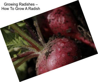 Growing Radishes – How To Grow A Radish
