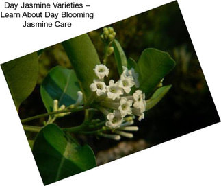Day Jasmine Varieties – Learn About Day Blooming Jasmine Care