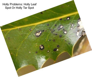 Holly Problems: Holly Leaf Spot Or Holly Tar Spot