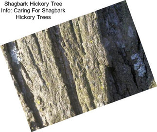 Shagbark Hickory Tree Info: Caring For Shagbark Hickory Trees