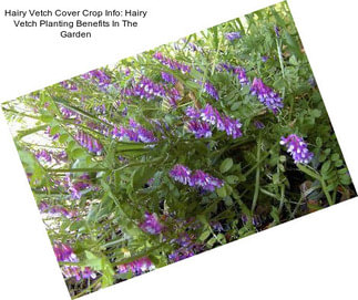 Hairy Vetch Cover Crop Info: Hairy Vetch Planting Benefits In The Garden