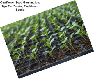 Cauliflower Seed Germination: Tips On Planting Cauliflower Seeds