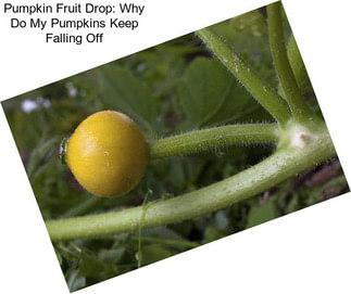 Pumpkin Fruit Drop: Why Do My Pumpkins Keep Falling Off