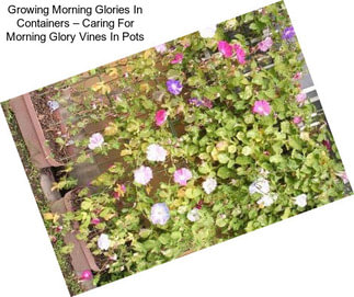 Growing Morning Glories In Containers – Caring For Morning Glory Vines In Pots