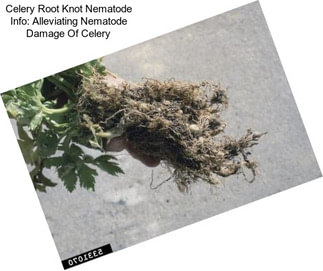 Celery Root Knot Nematode Info: Alleviating Nematode Damage Of Celery