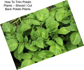 How To Trim Potato Plants – Should I Cut Back Potato Plants