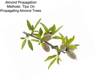 Almond Propagation Methods: Tips On Propagating Almond Trees