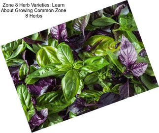 Zone 8 Herb Varieties: Learn About Growing Common Zone 8 Herbs