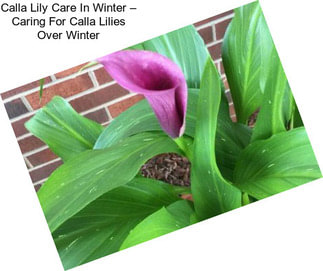 Calla Lily Care In Winter – Caring For Calla Lilies Over Winter