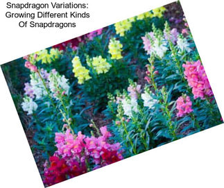 Snapdragon Variations: Growing Different Kinds Of Snapdragons