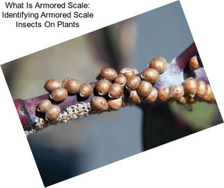 What Is Armored Scale: Identifying Armored Scale Insects On Plants