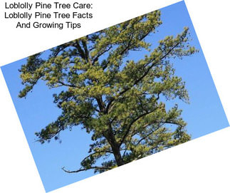 Loblolly Pine Tree Care: Loblolly Pine Tree Facts And Growing Tips