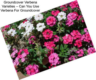 Groundcover Verbena Varieties – Can You Use Verbena For Groundcover