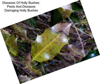 Diseases Of Holly Bushes: Pests And Diseases Damaging Holly Bushes