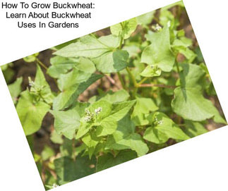 How To Grow Buckwheat: Learn About Buckwheat Uses In Gardens