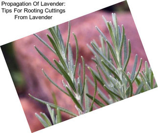 Propagation Of Lavender: Tips For Rooting Cuttings From Lavender