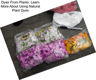 Dyes From Plants: Learn More About Using Natural Plant Dyes