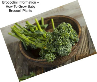 Broccolini Information – How To Grow Baby Broccoli Plants