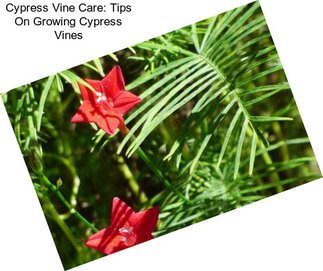 Cypress Vine Care: Tips On Growing Cypress Vines