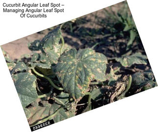 Cucurbit Angular Leaf Spot – Managing Angular Leaf Spot Of Cucurbits