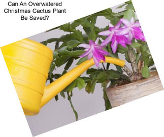 Can An Overwatered Christmas Cactus Plant Be Saved?