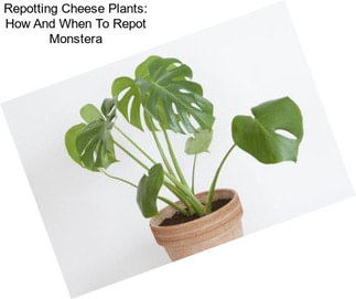Repotting Cheese Plants: How And When To Repot Monstera