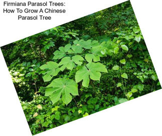 Firmiana Parasol Trees: How To Grow A Chinese Parasol Tree