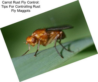 Carrot Rust Fly Control: Tips For Controlling Rust Fly Maggots