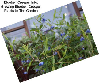 Bluebell Creeper Info: Growing Bluebell Creeper Plants In The Garden