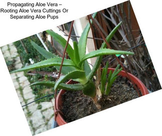 Propagating Aloe Vera – Rooting Aloe Vera Cuttings Or Separating Aloe Pups