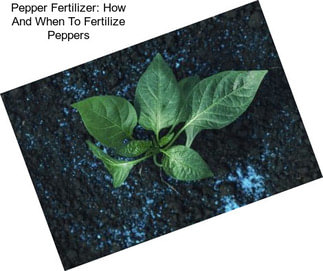 Pepper Fertilizer: How And When To Fertilize Peppers