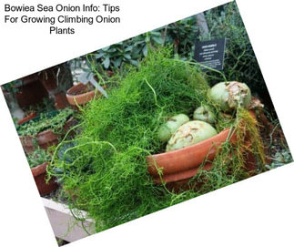 Bowiea Sea Onion Info: Tips For Growing Climbing Onion Plants