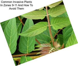 Common Invasive Plants In Zones 9-11 And How To Avoid Them