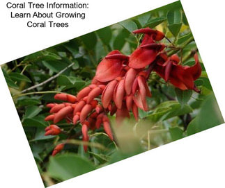 Coral Tree Information: Learn About Growing Coral Trees