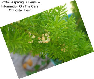 Foxtail Asparagus Ferns – Information On The Care Of Foxtail Fern
