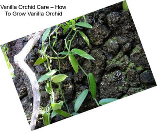 Vanilla Orchid Care – How To Grow Vanilla Orchid