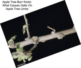 Apple Tree Burr Knots: What Causes Galls On Apple Tree Limbs