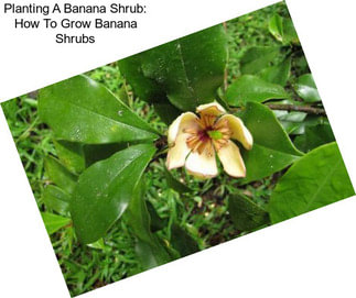 Planting A Banana Shrub: How To Grow Banana Shrubs