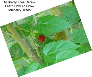 Mulberry Tree Care – Learn How To Grow Mulberry Trees