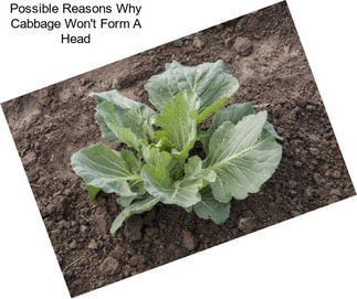 Possible Reasons Why Cabbage Won\'t Form A Head