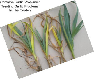 Common Garlic Problems: Treating Garlic Problems In The Garden