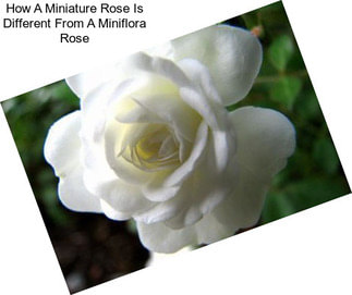 How A Miniature Rose Is Different From A Miniflora Rose