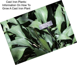 Cast Iron Plants: Information On How To Grow A Cast Iron Plant