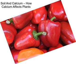 Soil And Calcium – How Calcium Affects Plants