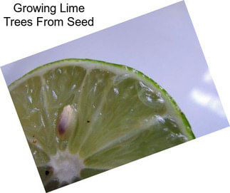 Growing Lime Trees From Seed