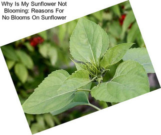 Why Is My Sunflower Not Blooming: Reasons For No Blooms On Sunflower