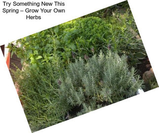 Try Something New This Spring – Grow Your Own Herbs