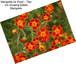 Marigolds As Food – Tips On Growing Edible Marigolds